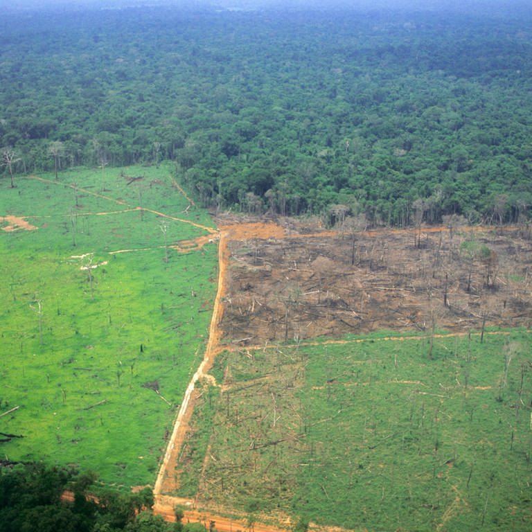 Der Amazonas-Regenwald wird in Brasilien mehr und mehr zerstört: Ein Teil der Fläche ist bereits in Gründland umgewandelt, ein weiterer Teil durch Brandrohdung zerstört; im Hintergrund der eigentliche Regenwald (Foto: IMAGO, imago images / Danita Delimont)