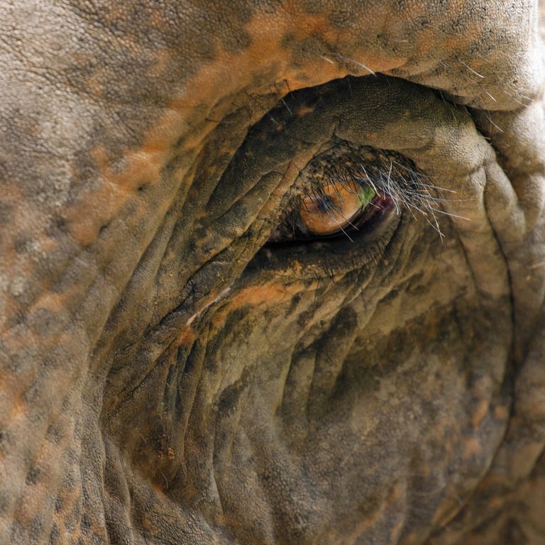 Asiatischer Elefant (Foto: IMAGO, imago images / blickwinkel)