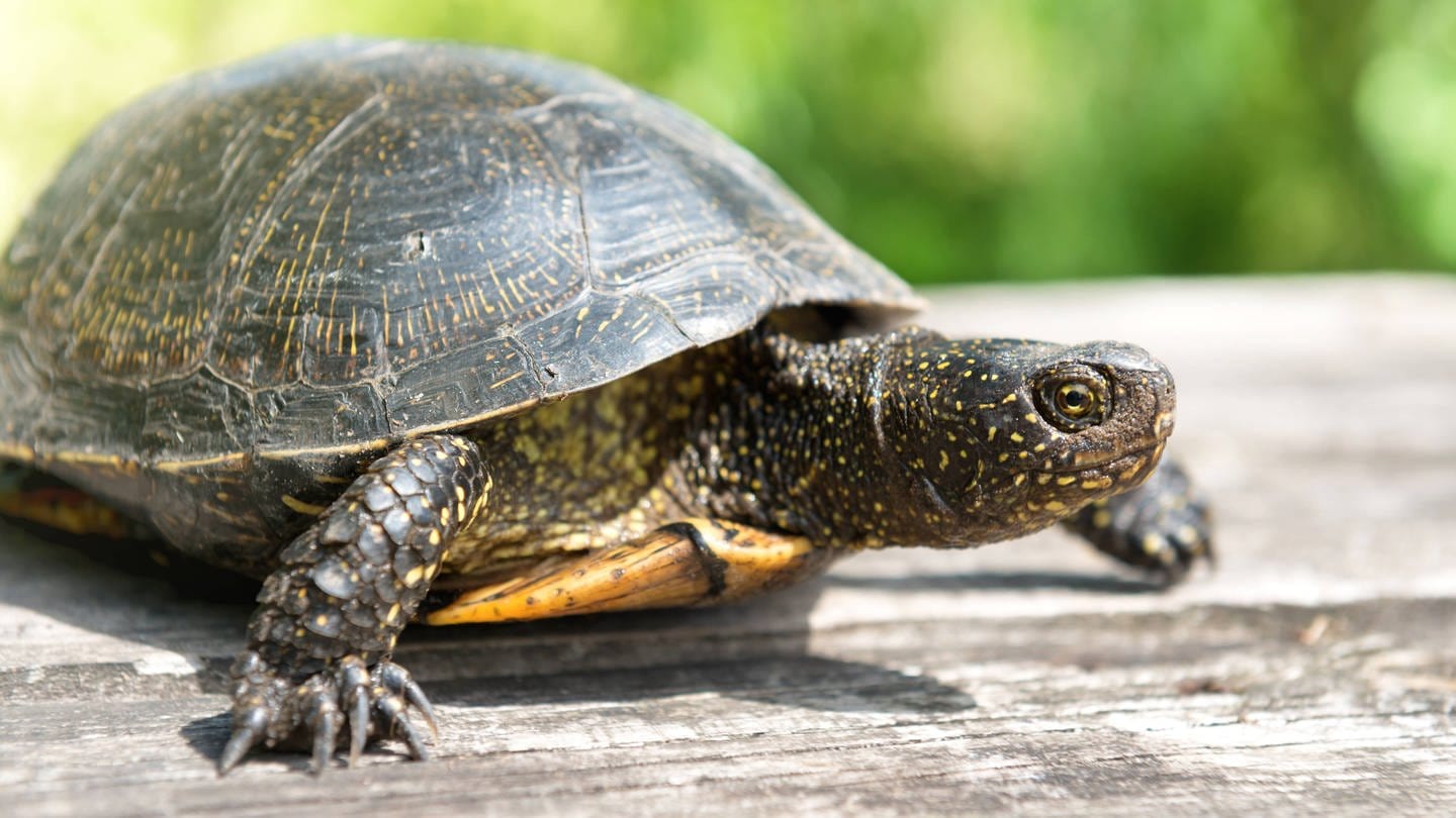 Schildkröten spielen auch in der Literatur vieler Kulturen einer Rolle (Foto: IMAGO, imago/Photocase)