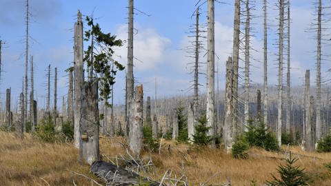 Abgestorbene Wälder geben sowohl in den 1980ern als auch heute Anlass zur Sorge (Foto: IMAGO, imago stock&people)