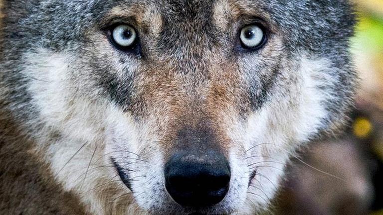 Der Wolf sei schon vor dem Jäger da gewesen und gehöre zum Ökosystem, sagen Naturschützer. (Foto: picture-alliance / dpa, picture-alliance / dpa -)