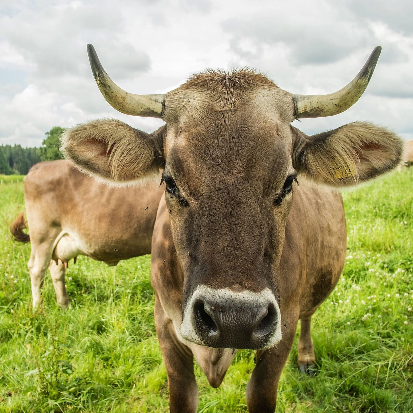 Warum Kühe Hörner brauchen - SWR Kultur