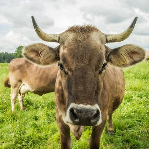 Kuh mit Hörnern auf der Weide: Tierschützer halten es für unnötige Qual, wenn Kühen die Hörner entfernt werden (Foto: IMAGO, imago images / Kickner)