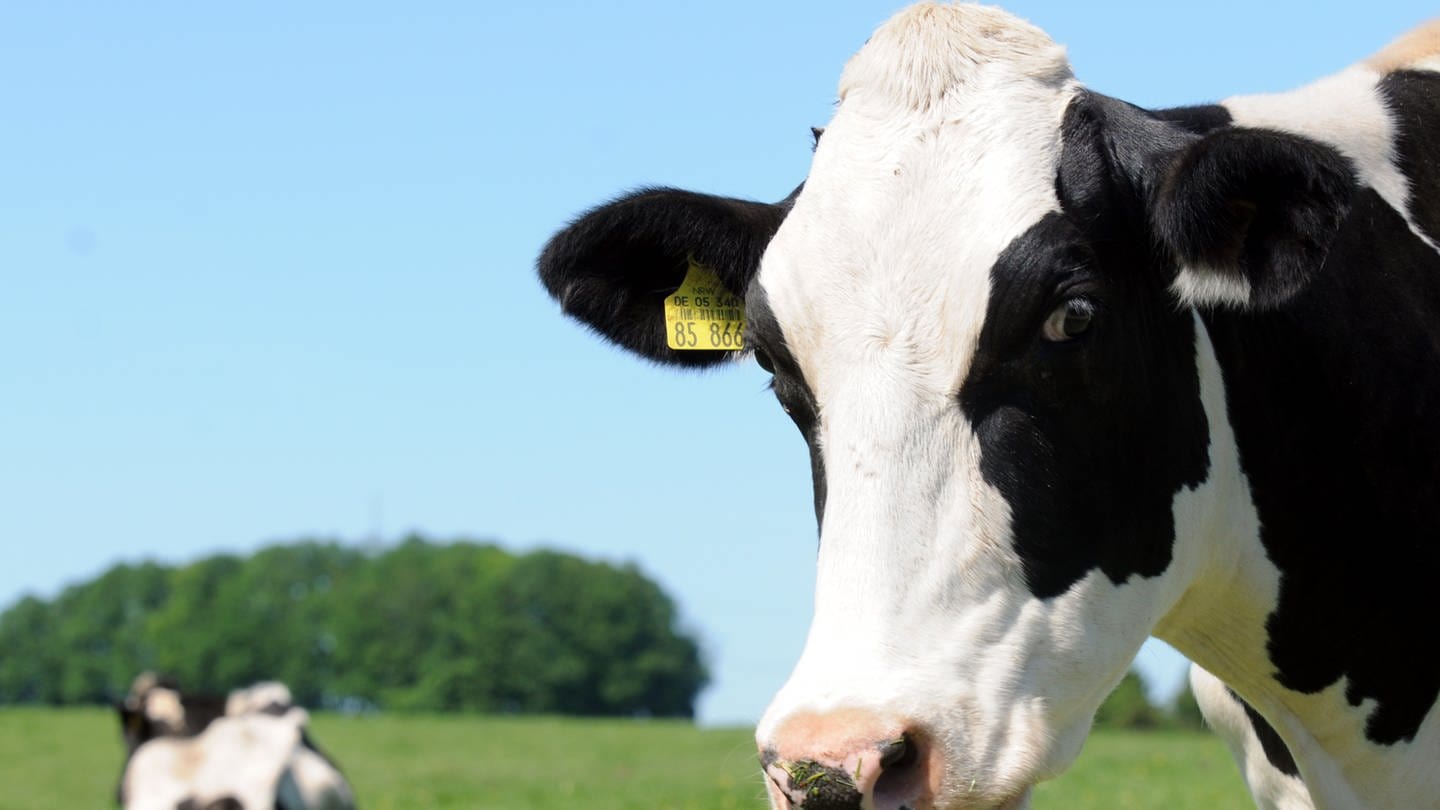Kuh Hörner oder Trinkhorn – Ein Füllhorn guten Geschmacks