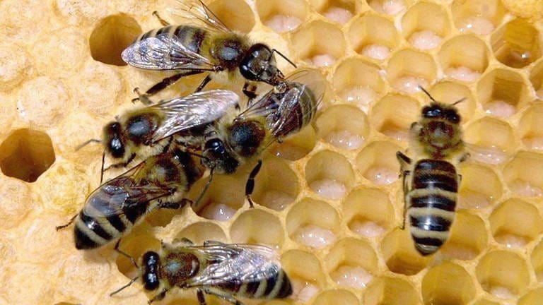 Bienen-Sterben in Deutschland gestoppt (Foto: picture-alliance / dpa, picture-alliance / dpa -)