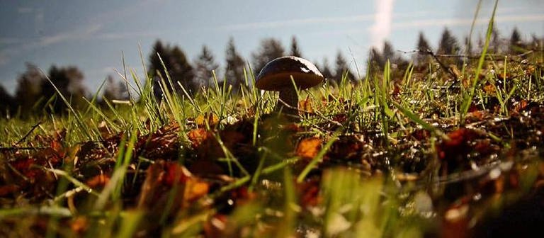Einzelner Pilz im Gras vor Tannen (Foto: SWR, SWR -)