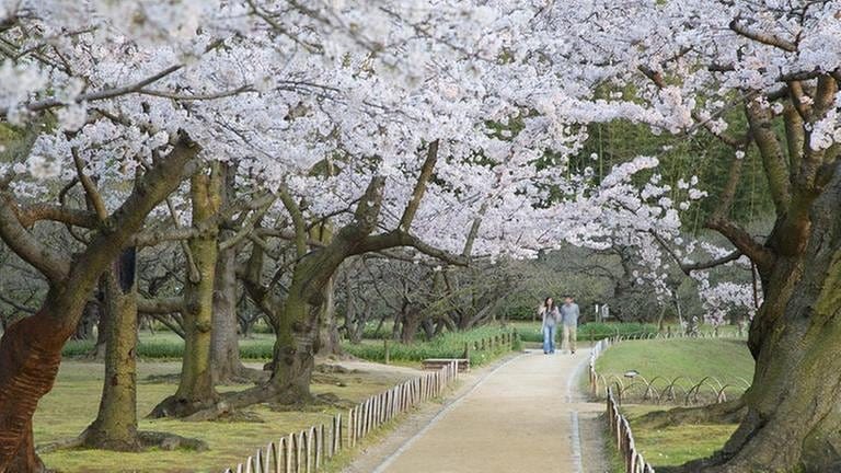 Spaziergang unter blühenden Kirschbäumen im Koraku-en-Garten in Okayama / Japan