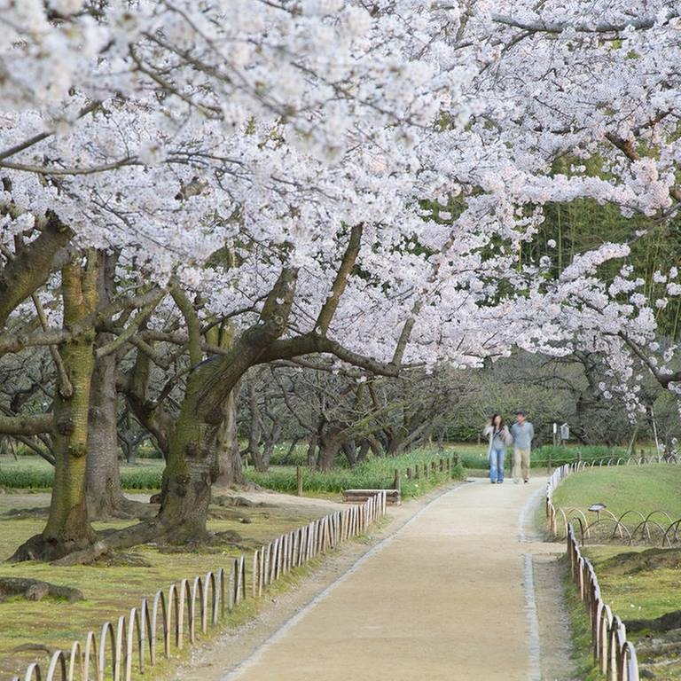 Spaziergang unter blühenden Kirschbäumen im Koraku-en-Garten in Okayama  Japan (Foto: picture-alliance / dpa, picture-alliance / dpa -)