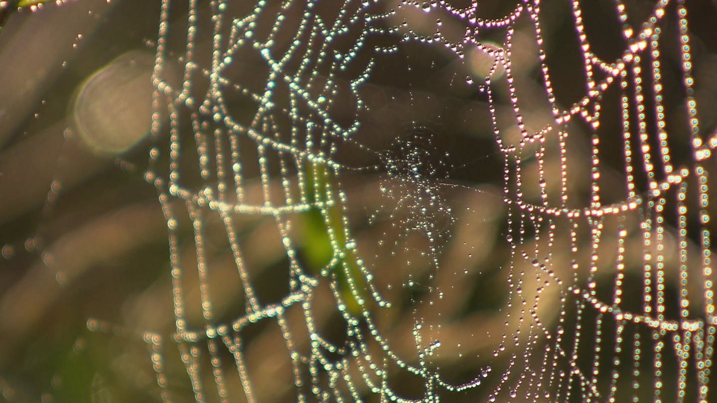 Spinnennetz mit Feuchtigkeitströpfchen (Foto: SWR, SWR -)