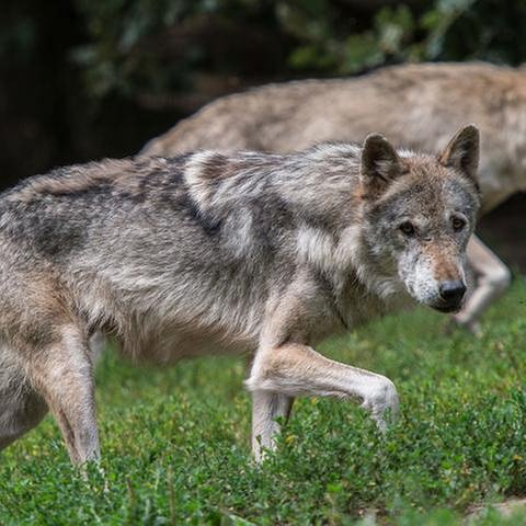 Zwei Wölfe laufen nebeneinander in einem Wildpark (Foto: picture-alliance / dpa, picture-alliance / dpa -)