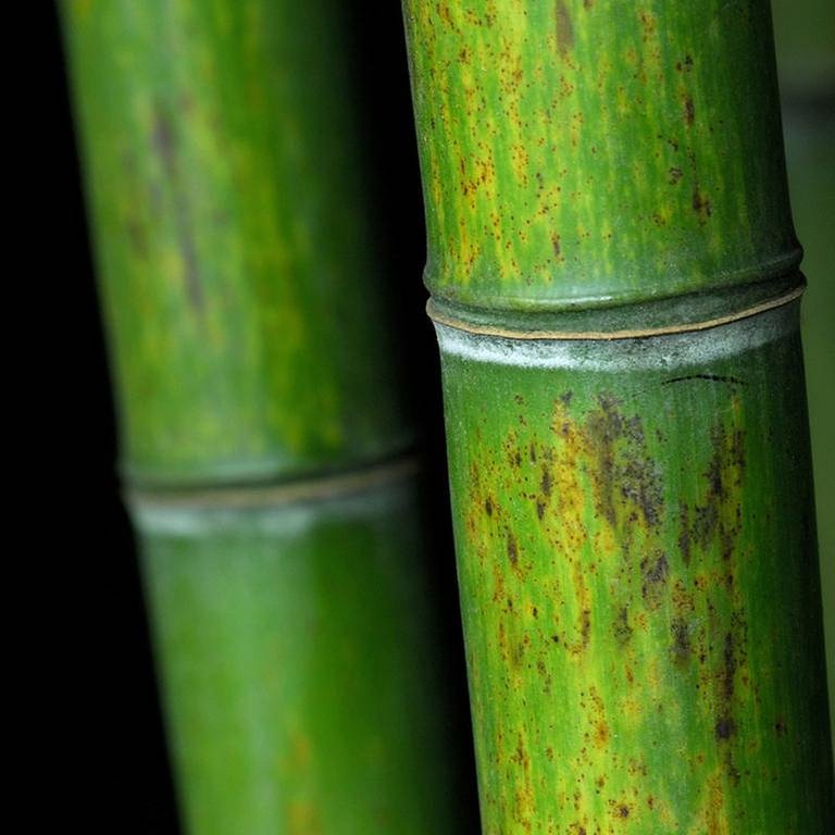 Bambus (Foto: picture-alliance / dpa, picture-alliance / dpa - J. Pfeiffer)