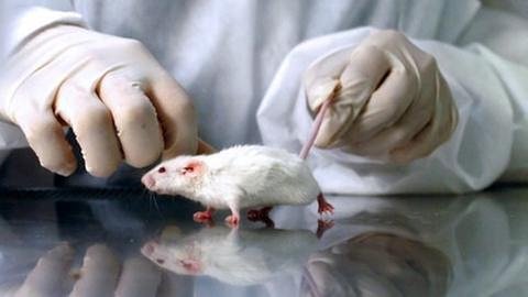 Tierversuch in einem Labor mit einer weißen Maus. (Foto: Getty Images, Thinkstock -)