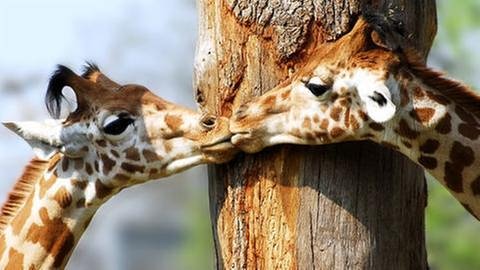 Giraffen - Kuss (Foto: Getty Images, Thinkstock -)