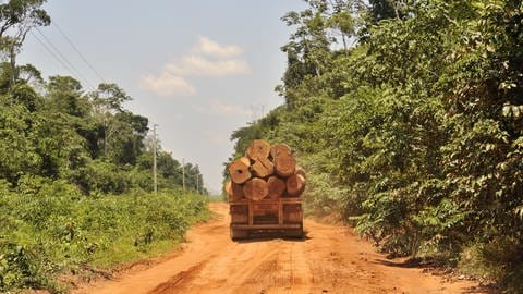 Illegaler Holzeinschlag im Amazonas-Gebiet (Foto: picture-alliance / Reportdienste, picture alliance/imageBROKER)