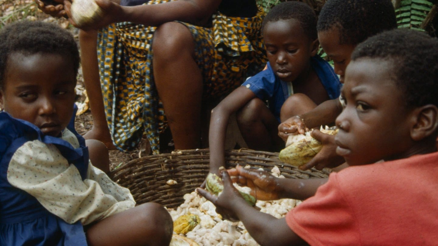 Noch immer gibt es Kinderarbeit bei der Kakaoernte in Westafrika. Das Lieferkettengesetz soll das verhindern, indem bei der Zulieferung an Unternehmen in Deutschland und ganz Europa auf faire Arbeitsbedingungen geachtet wird.
