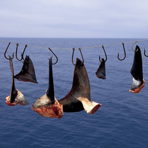 Hai-Finning, auch als Shark-Finning bekannt, in Mexiko (Foto: IMAGO, IMAGO / StockTrek Images)