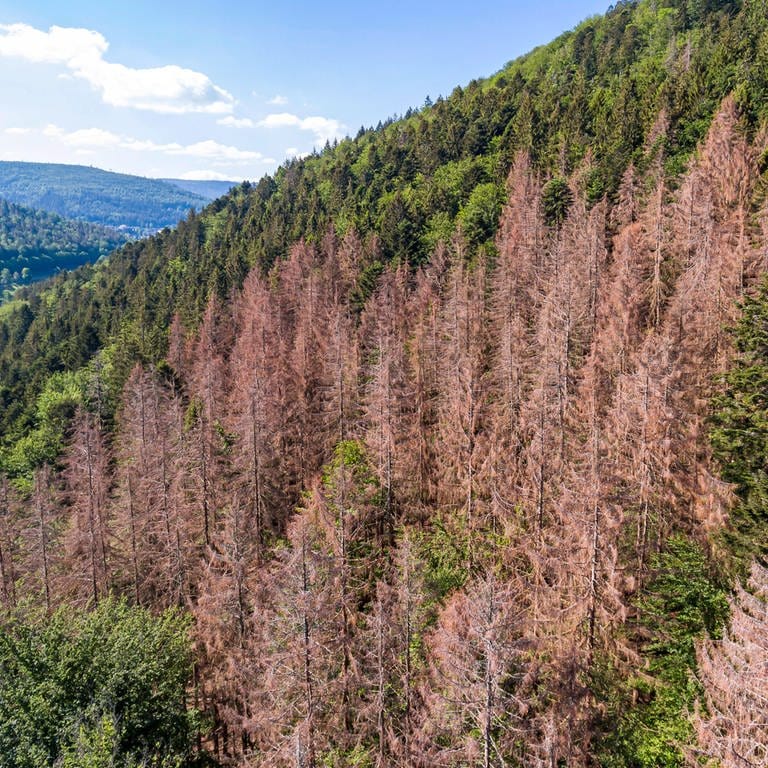 Geschädigte Bäume in einem Nadelwald bei Marxzell, Nördlicher Schwarzwald. (Foto: IMAGO, Arnulf Hettrich )