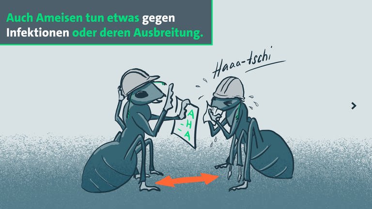 2 Ameisen, eine niest, die andere klärt über AHA-Regeln auf (Grafik): Ameisen tun etwas gegen Infektionen oder deren Ausbreitung (Foto: Britta Wagner)