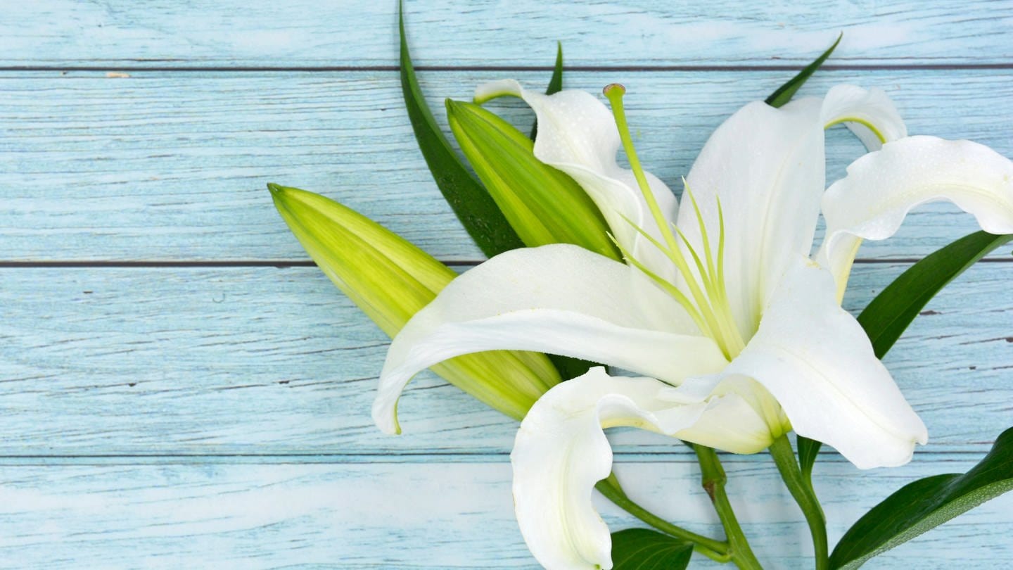 Weiße Lilien: Wie verändert die Konfrontation mit dem eigenen Tod das Leben? (Foto: IMAGO, imago images / Imaginechina-Tuchong)