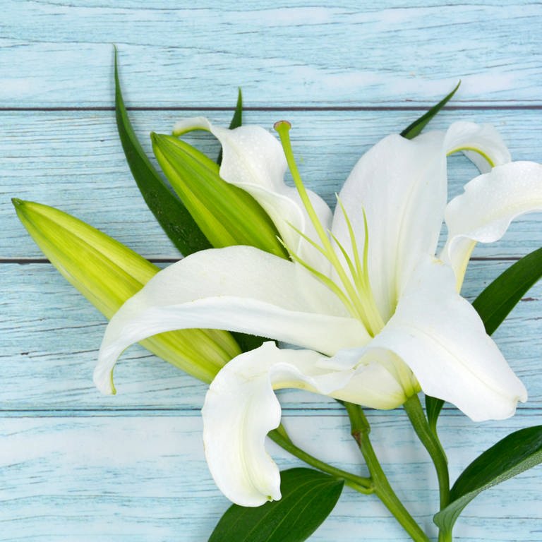 Weiße Lilien: Wie verändert die Konfrontation mit dem eigenen Tod das Leben? (Foto: IMAGO, imago images / Imaginechina-Tuchong)
