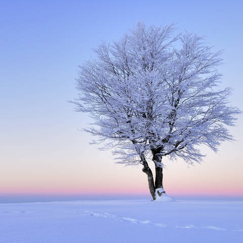 Verschneiter Baum im Morgenrot (Foto: IMAGO, IMAGO / imagebroker)