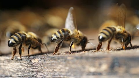 Das Verhalten von Bienen ist ein Beispiel für "Social Distancing" im Tierreich; sie meiden kranke Artgenossinnen. Im Bild wedeln sie mit ihren Flügeln frische Luft in den Bienenstock (Foto: IMAGO, imago images / Frank Sorge)