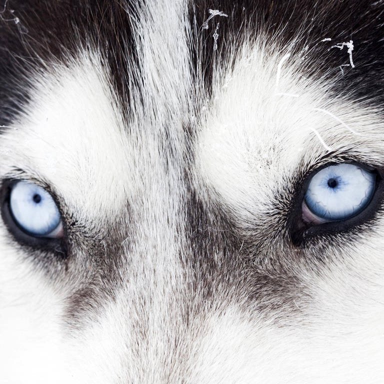 Die blauen Augen eines Huskys: Wie wurde der Wolf zum Hund? (Foto: IMAGO, imago/Panthermedia)