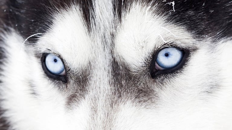 Die blauen Augen eines Huskys: Wie wurde der Wolf zum Hund? (Foto: IMAGO, imago/Panthermedia)