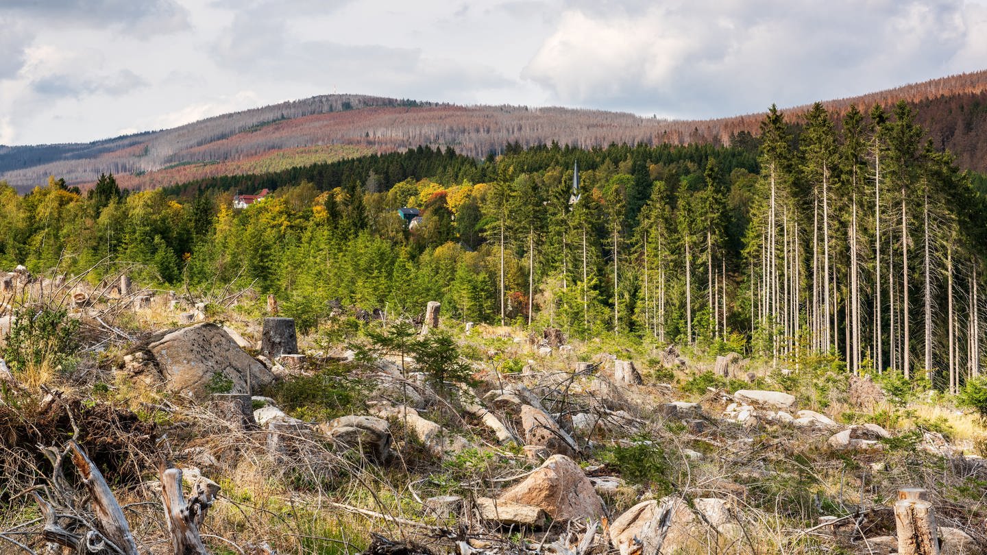 Durch Trockenheit, Windbruch und Borkenkäferbefall großflächig abgestorbene Wälder im Harz (Fichten-Monokultur)