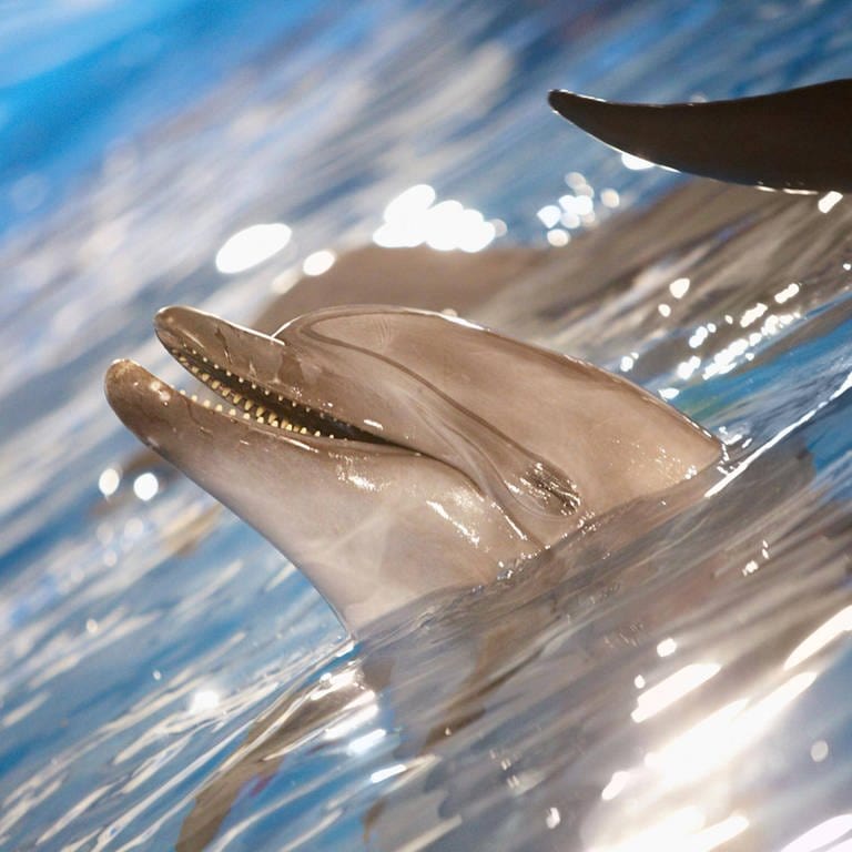 Delfine haben zum Atmen ein Blasloch (Foto: IMAGO, imago/Panthermedia)