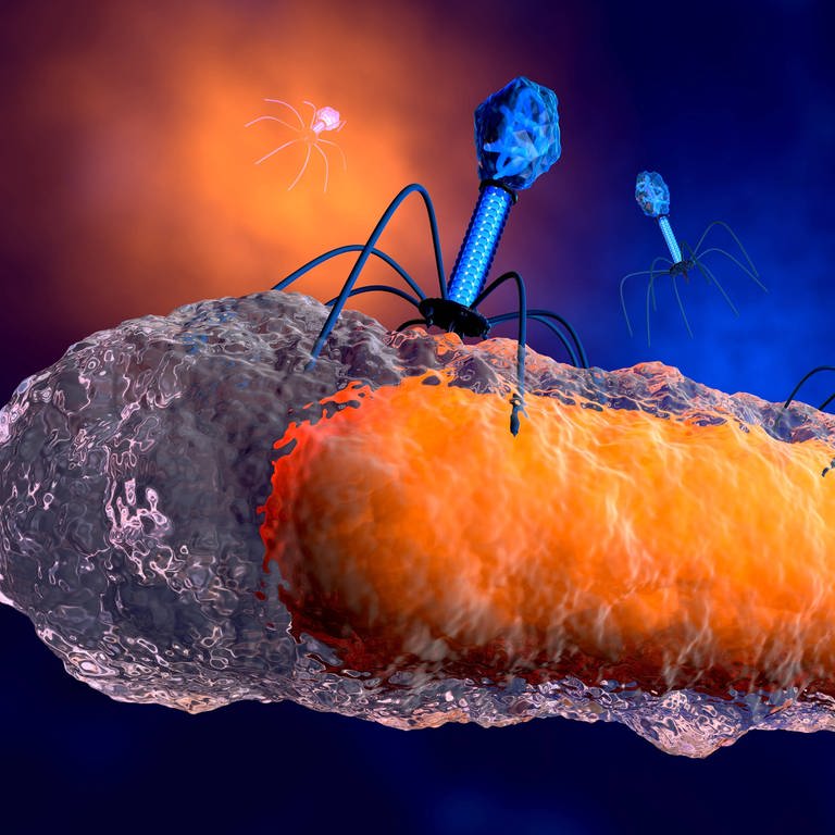 Bakteriophagen greifen ein Bakterium an (Foto: IMAGO, imago images / Westend61)