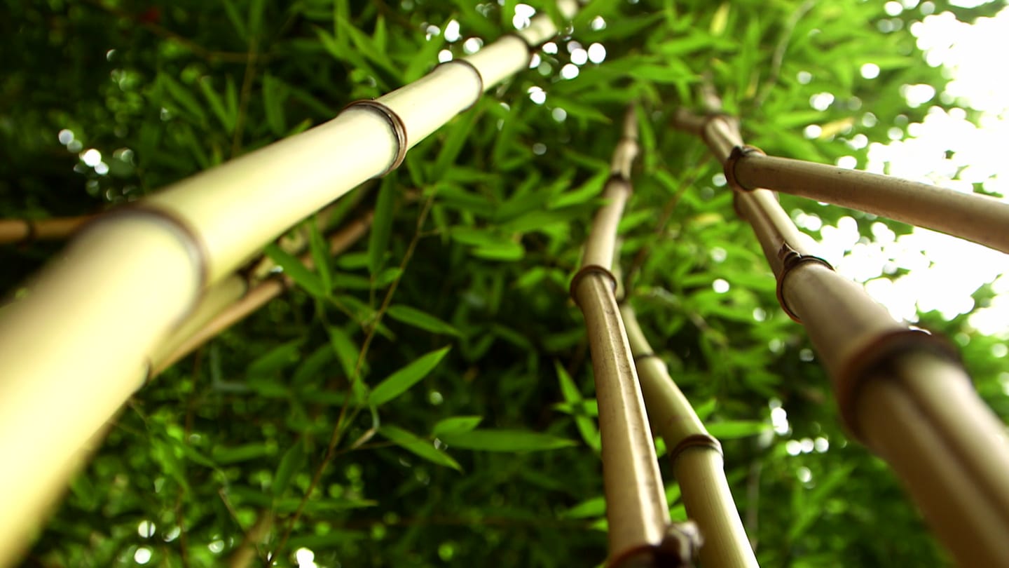 Bambuspflanzen aus der Froschperspektive