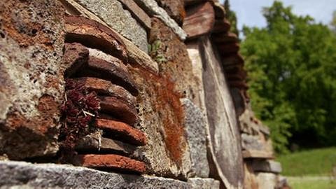 Wildbienenmauer auf der Insel Mainau (Foto: SWR, SWR -)