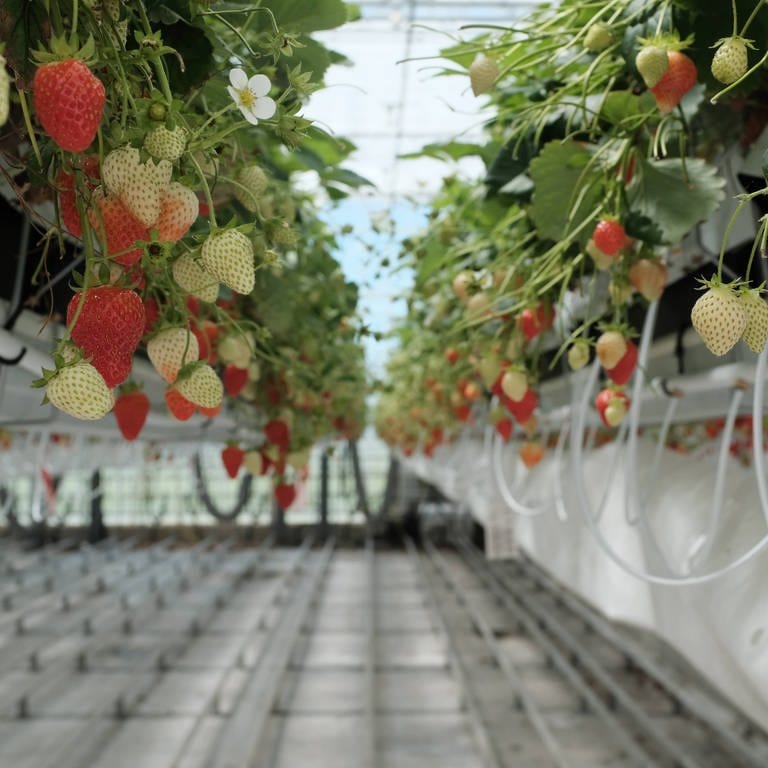 Forschungsgewächshaus: Erdbeer-Kästen sind nach rechts und links verschiebbar. Für die Ernte schiebt man zwei Reihen auseinander. So wird der Ertrag pro Quadratmeter höher. (Foto: SWR, Max Rauner)