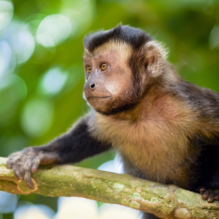 Ein Schwarzer Kapuzineraffe klettert in einem Baum im Regenwald bei Rio de Janeiro  Brasilien: Ein toter Affe im Wald lässt die Alarmglocken schrillen. Könnte ein Virus unterwegs sein, das auch für Menschen gefährlich ist? (Foto: picture-alliance / Reportdienste, picture alliance / Zoonar | Fred Pinheiro)