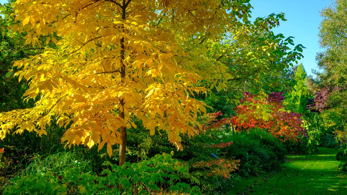 Ein Shagbark oder Schuppenrinden-Hickory (Carya ovata) im Herbst. Hickorys sind eng mit der Walnuss verwwandt und ihr Holz ist sehr wertvoll. (Foto: IMAGO, IMAGO / Loop Images)