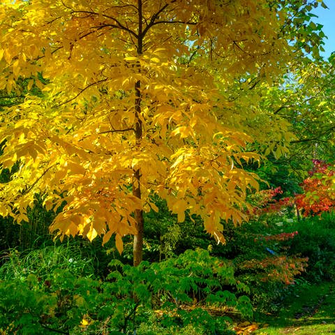 Ein Shagbark oder Schuppenrinden-Hickory (Carya ovata) im Herbst. Hickorys sind eng mit der Walnuss verwwandt und ihr Holz ist sehr wertvoll. (Foto: IMAGO, IMAGO / Loop Images)