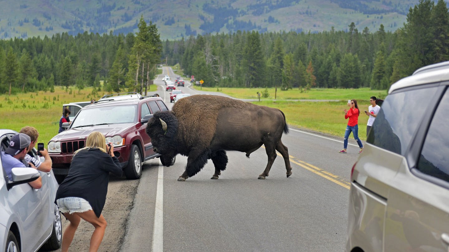 Touristen fotografieren ein Bison, das im Yellowstone Nationalpark die Straße überquert. Im Nordwesten der USA wurde Yellowstone zum weltweit ersten Nationalpark erklärt. Das 9.000 Quadratkilometer große Habitat von Bisons, Bären und Enzian war dabei von Anfang an auch als Freizeitpark gedacht (Foto: picture-alliance / Reportdienste, picture alliance / blickwinkel/P. Schuetz | P. Schuetz)