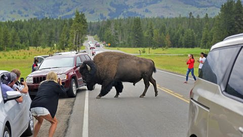 Touristen fotografieren ein Bison, das im Yellowstone Nationalpark die Straße überquert. Im Nordwesten der USA wurde Yellowstone zum weltweit ersten Nationalpark erklärt. Das 9.000 Quadratkilometer große Habitat von Bisons, Bären und Enzian war dabei von Anfang an auch als Freizeitpark gedacht  (Foto: picture-alliance / Reportdienste, picture alliance / blickwinkel/P. Schuetz | P. Schuetz)