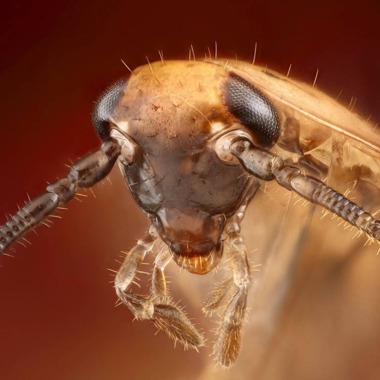Versuche haben gezeigt: Wenn es Organismen gibt, die eine Chance haben, einen Atomkrieg zu überstehen, dann sind es Insekten, vor allem Schaben. Hier eine Waldschabe. (Foto: IMAGO, IMAGO / blickwinkel)