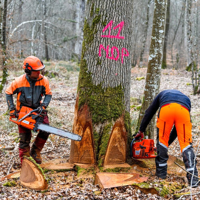 Forstleute fällen im März 2021 Eichen, die vom Nationalen Forstamt ONF zur Verwendung beim Wiederaufbau der Kathedrale Notre-Dame in Paris ausgewählt wurden (Foto: IMAGO, IMAGO / Andia)