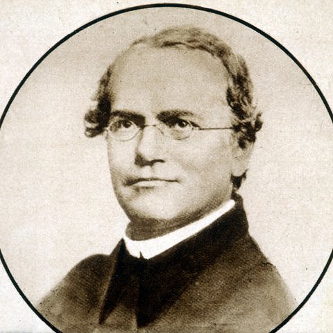 Gregor Mendel (1822 - 1884) (Foto: IMAGO, IMAGO / KHARBINE-TAPABOR)