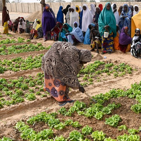 Frauen hacken und jäten Unkraut auf einem Feld: Ein Projekt in Maradi  Niger zur Armutsbekämpfung und Anpassung an den Klimawandel: Gemüsegarten mit Bewässerung durch Solar-Panel für Wasserpumpe, (Foto: IMAGO, IMAGO / Joerg Boethling)