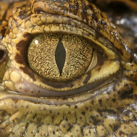Auge eines Krokodils: Krokodile produzieren tatsächlich Tränen – allerdings nicht aus Trauer (Foto: IMAGO, IMAGO / agefotostock)