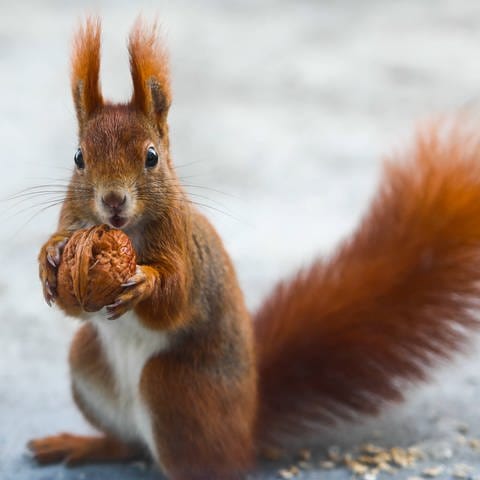 Eichhörnchen (Foto: IMAGO, IMAGO / NurPhoto)