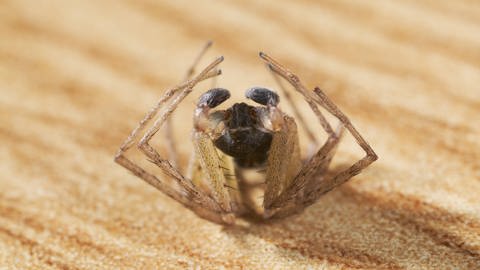 Eine tote spinne liegt auf ihrem Rücken (Foto: IMAGO, IMAGO / Nature Picture Library)