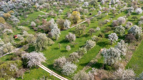 Streuobstwiesen bei Weilheim an der Teck im Frühling. Die Obstbäume stehen in voller Blüte. (Foto: IMAGO, IMAGO / Arnulf Hettrich)