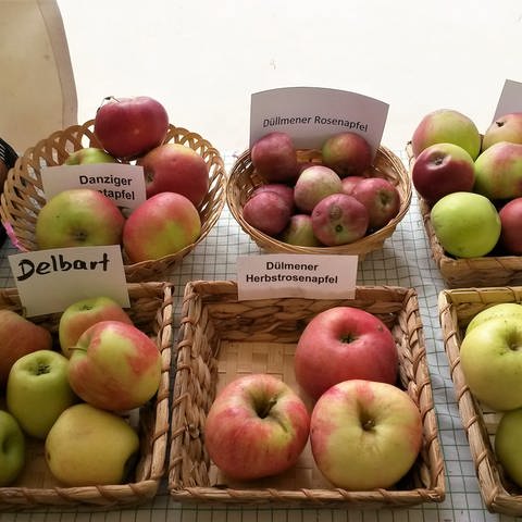 Brauchen wir neue robuste Apfel-Sorten im Kampf gegen die Klimakrise?  (Foto: SWR, SWR/Richard Fuchs)