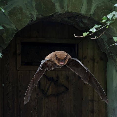 Fledermäuse bestimmen dank Fledermaus-Detektor (Foto: IMAGO, IMAGO / imagebroker)