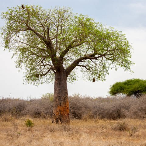 Kenia baut eine Pflanzensamenbank afrikanischer Bäume auf (Foto: IMAGO, / IMAGO / Panthermedia)
